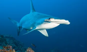 Hammerhead shark swimming