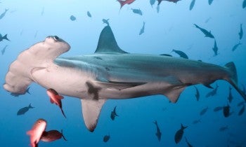 Hammerhead shark swimming