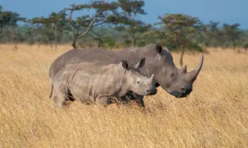 Wild rhinos in a field in Kenya