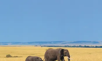 African elephant with calf