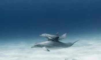 Dolphins underwater