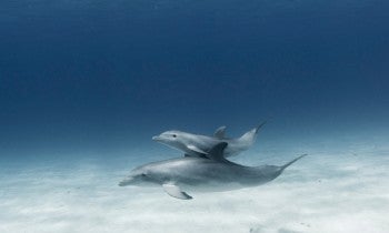 Dolphins underwater