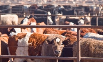 Cows in a feed lot