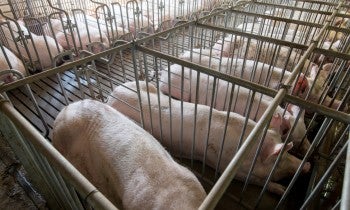 Pigs confined in gestation crates