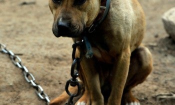 Dog outside with chain