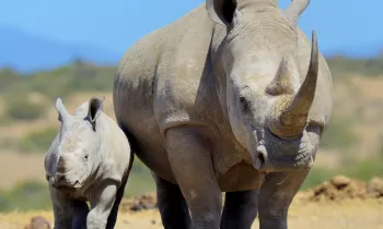 African white rhino