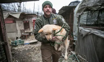 Adam Parascandola,HSI's Director of Animal Protection and Crisis Response, rescues Ava, a goldern retriever headed to Pennsylvania