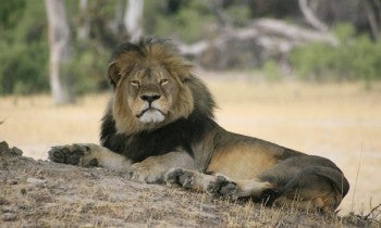 Cecil the lion