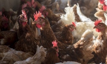 Chickens