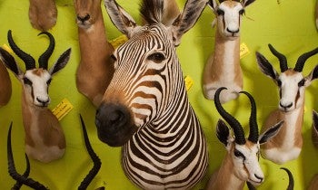 Wildlife trophies
