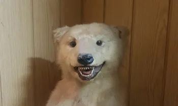 Polar bear cub trophy