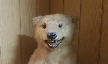 Polar bear cub trophy