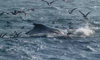 Fin whale with seagulls