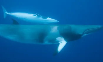 Minke whales