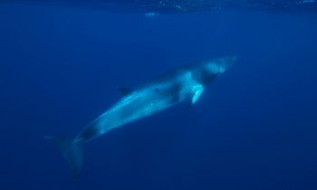 Minke whale