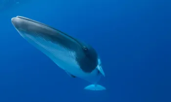 Minke whale