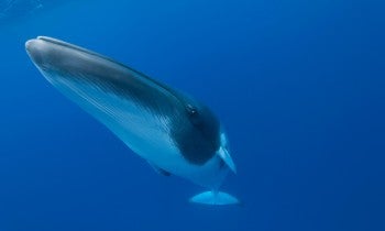 Minke whale