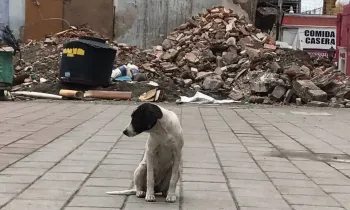 Dog in front of rubble