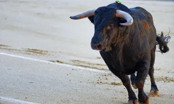 Bull in a ring