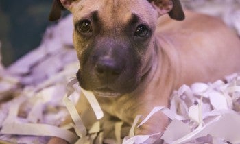 Pet shop puppy
