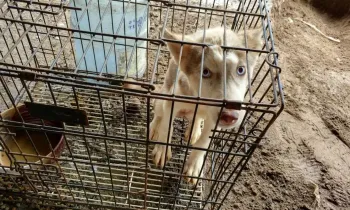 Dog rescued from the dog meat trade in China.