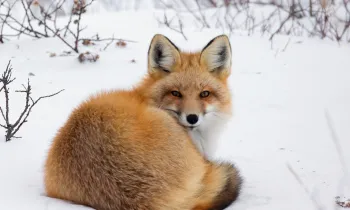 Fox in the snow