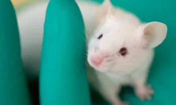 Mouse in gloved hand