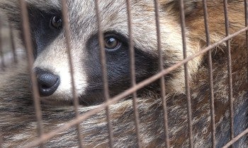 Raccoon dog in a cage