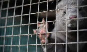 Mink on a fur farm