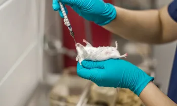 Feeding a drug to a mouse