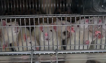 Mice in a cage
