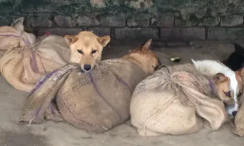 Nagaland dog meat trade