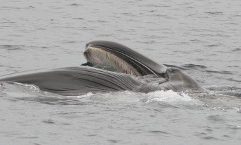 Fin whale