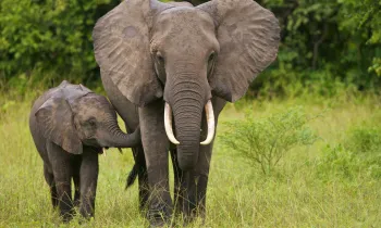 Elephant and calf