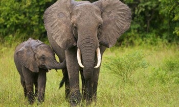 Elephant and calf