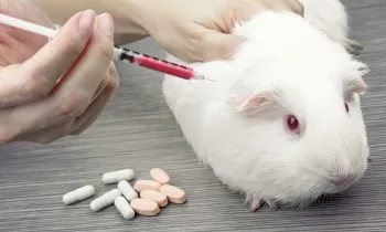 guinea pig being injected