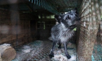 Finland fur farm