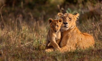 Lions