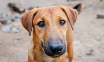 Dog in India