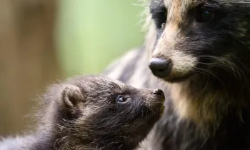 Raccoon dog and pup