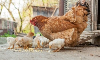 Chicken with chicks