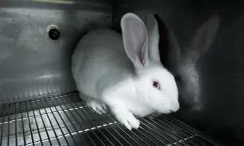 Rabbit in lab