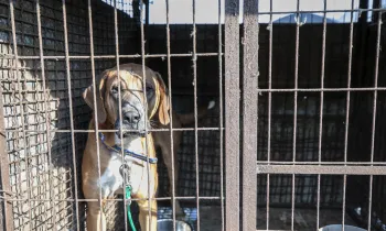 Dog on a dog meat farm