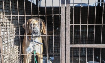 Dog on a dog meat farm