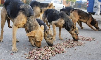 Perros