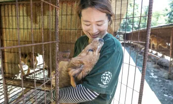 Rescued from a dog meat farm