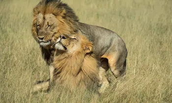 Two male lions named Netsai and Humba in Hwange National Park, Zimbabwe.