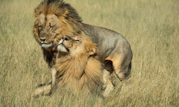 Two male lions named Netsai and Humba in Hwange National Park, Zimbabwe.