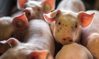 Pigs