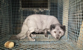 Fox on a fur farm
